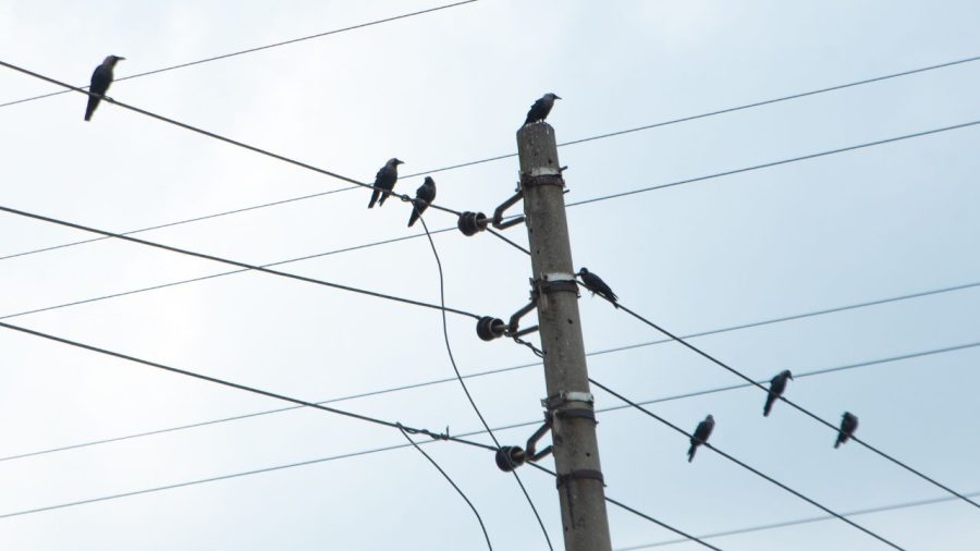 Silence of the crows