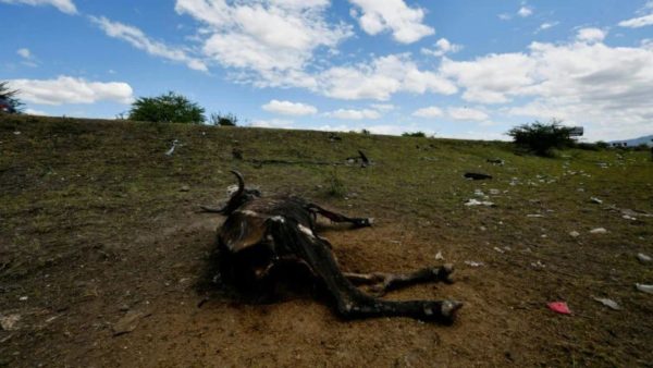 El Niño drought threatens Central American wildlife