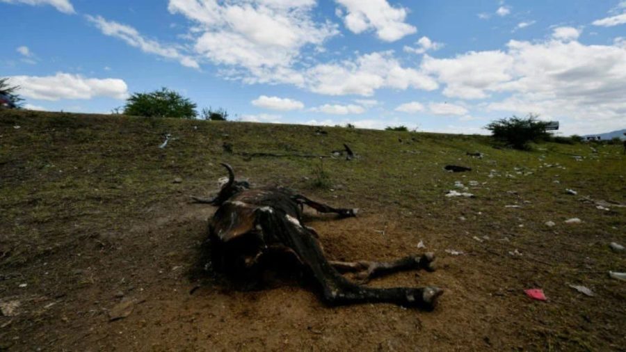 El Niño drought threatens Central American wildlife