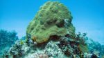 Scientists discover nine new deep sea sponge species