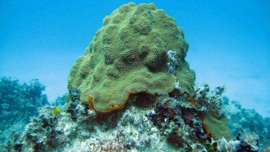 Scientists discover nine new deep sea sponge species