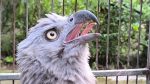 Injured Grey-headed fish eagle rescued in Madaripur