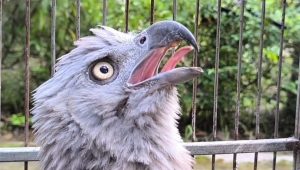 Injured Grey-headed fish eagle rescued in Madaripur