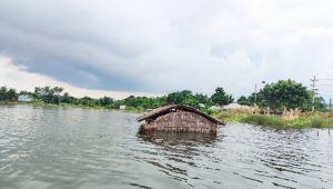 Padma rises in Daulatpur: 50,000 marooned, 18 schools shut