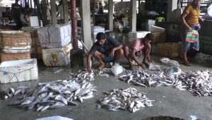 Power crisis, ice syndicate cripple hilsa trade in Patharghata