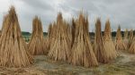 From waste to wealth: Faridpur jute sticks generate Tk4,000cr