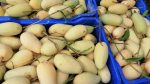 Katimon mangoes boost Naogaon’s off‑season trade