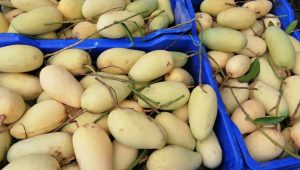 Katimon mangoes boost Naogaon’s off‑season trade