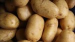 Profit gamble leaves Tk3cr potatoes rotting in cold storage