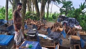 260 bee boxes dumped into ponds, Tk20 lakh loss for beekeeper