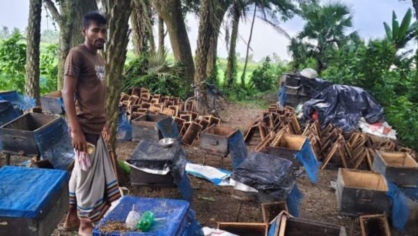 260 bee boxes dumped into ponds, Tk20 lakh loss for beekeeper