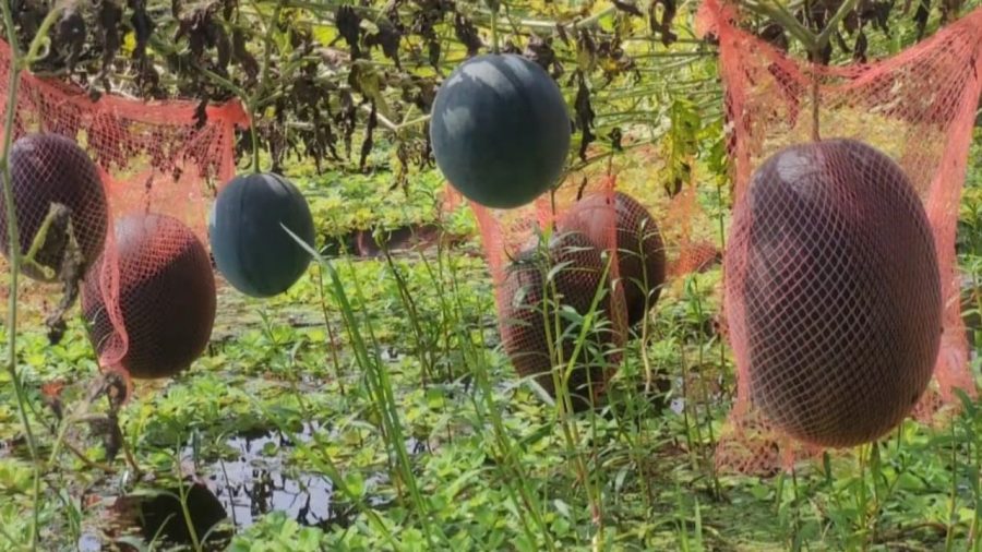 From YouTube to pond full of watermelons