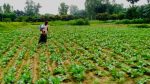 Northern farmers hopeful as early winter vegetables flourish