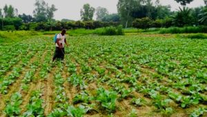Northern farmers hopeful as early winter vegetables flourish