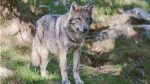 Trump moves again to remove wolf protections