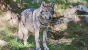 Trump moves again to remove wolf protections