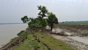 72km of Barguna embankments at risk