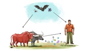 Anthrax: A disease buried in soil