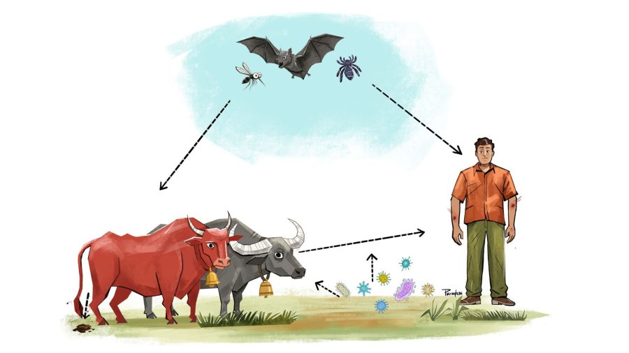Anthrax: A disease buried in soil