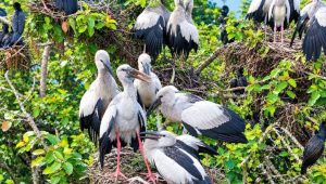 Sirajganj village becomes sanctuary for Asian openbills
