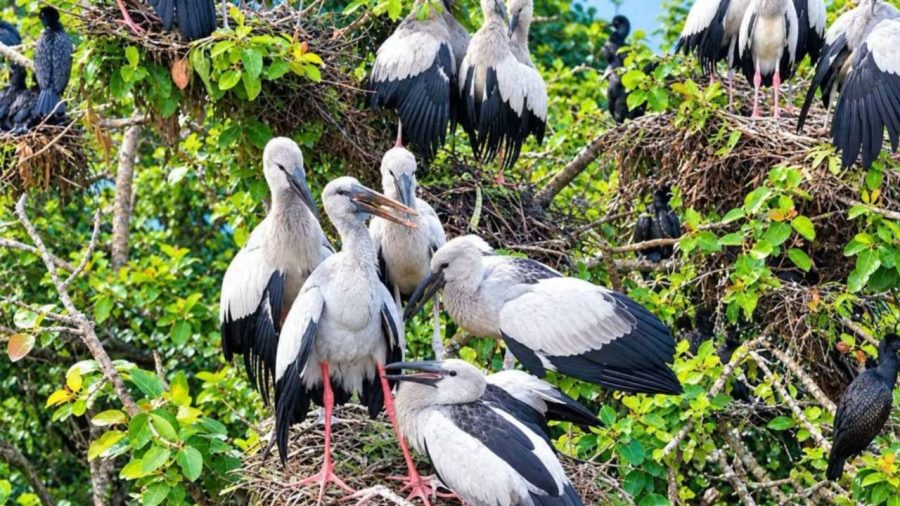 Sirajganj village becomes sanctuary for Asian openbills