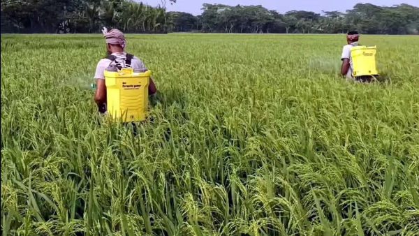 Toxic spray, zero gear: The quiet health crisis in Bagerhat’s paddy fields