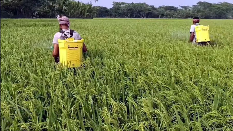 Toxic spray, zero gear: The quiet health crisis in Bagerhat’s paddy fields
