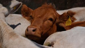When beef becomes political weapon