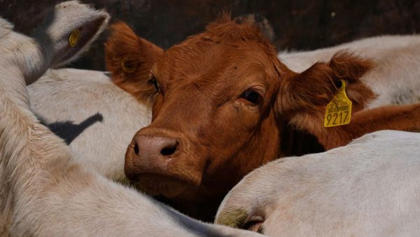 When beef becomes political weapon