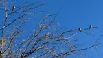 Birdwatching helps slow brain ageing, boost cognitive health