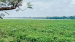 Borni Baor’s fish wealth under threat