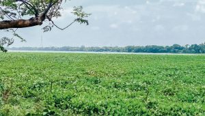 Borni Baor’s fish wealth under threat