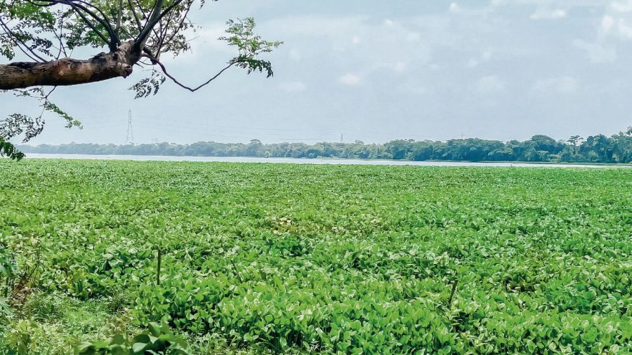 Borni Baor’s fish wealth under threat
