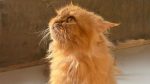 How music may help calm anxious animals