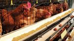 Local chicken reaches Tk700 as hill clashes hit Ctg supply lines
