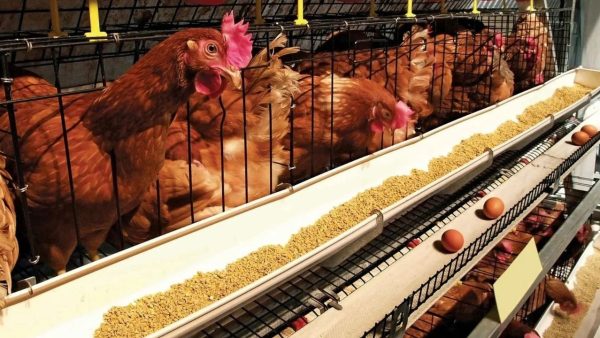 Local chicken reaches Tk700 as hill clashes hit Ctg supply lines