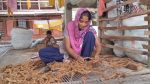 Coconut waste finds new life in Pirojpur