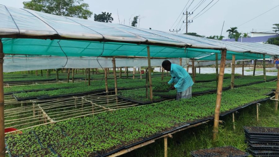 Cumilla seedlings reach 34 districts