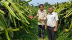 Dragon fruit opens new farming opportunities