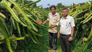 Dragon fruit opens new farming opportunities