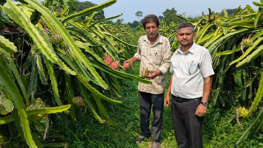 Dragon fruit opens new farming opportunities