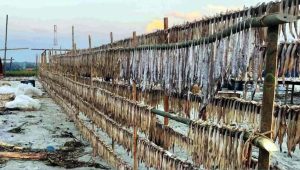 Shadows over shallows: Pirate terror, crushing debt stalk Dublar Char fishermen