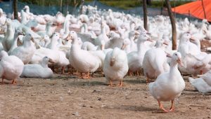 Merginal Khulna farmers find success in duck farming