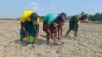 Fertiliser shortage threatens maize farming
