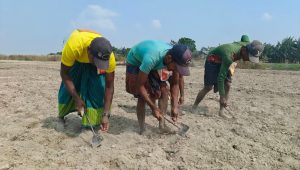 Fertiliser shortage threatens maize farming