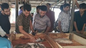 Fresh hilsa arrives, prices still high