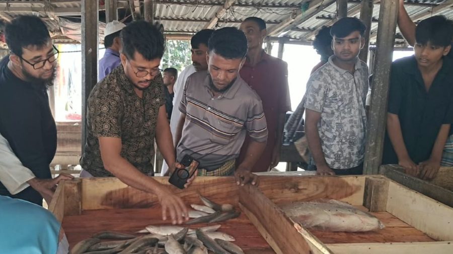 Fresh hilsa arrives, prices still high