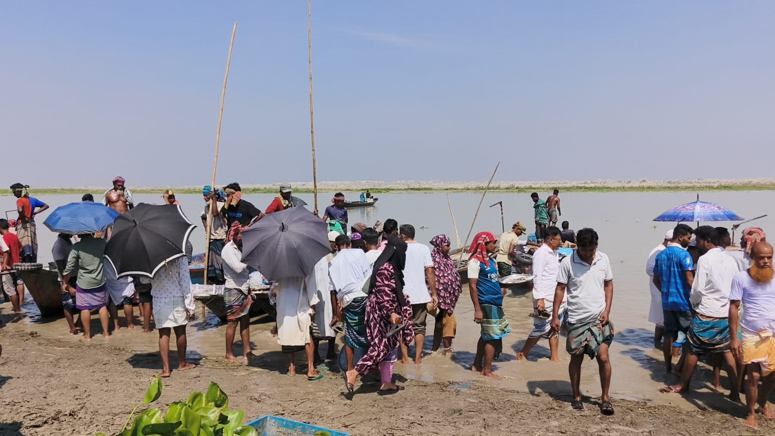 Shibchar Defying hilsa ban