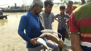 Mother hilsa caught, sold openly in Rajbari despite 22-day ban