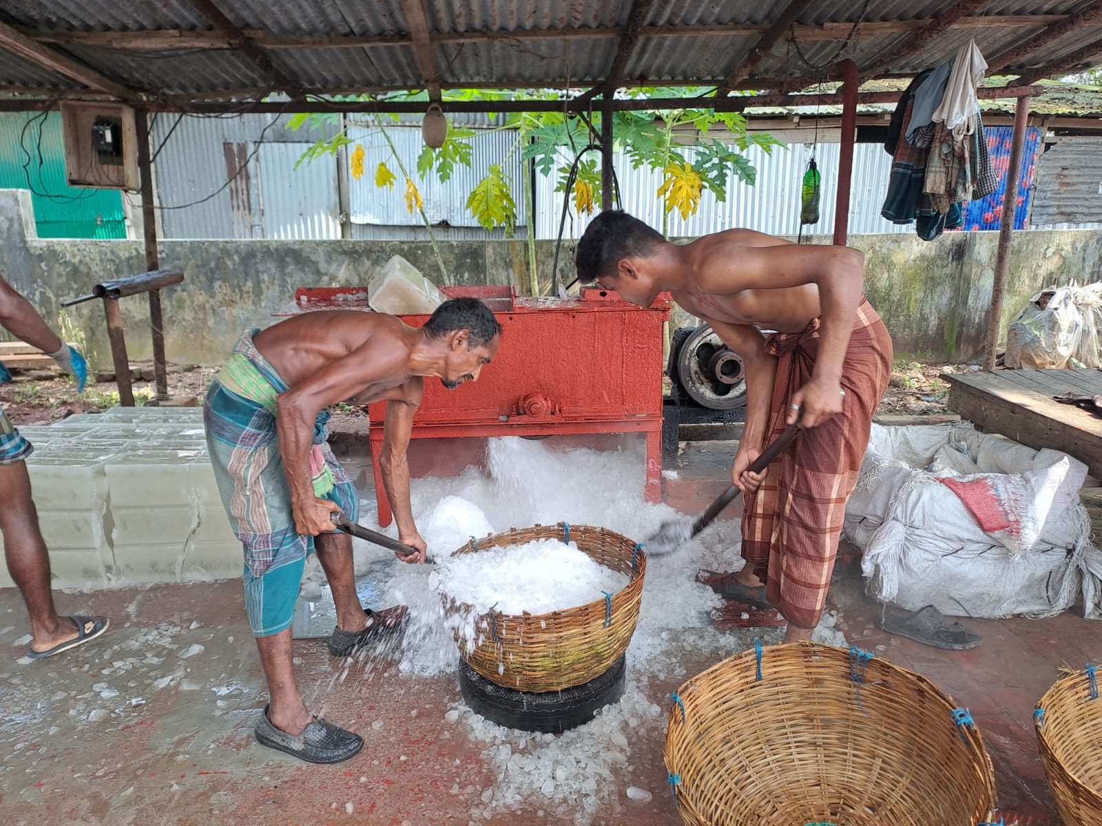 Hilsa ban